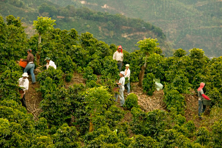 Коста-Риканская кофейная плантация