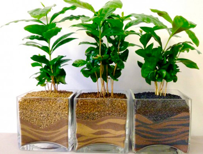 Кофе растение в домашних условиях