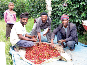 Гвинейский кофе