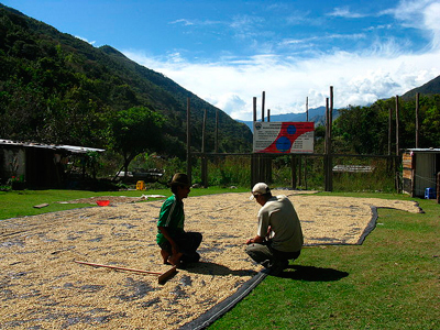Перуанская кофейная ферма